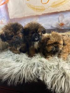gorgeous Shih Tzu puppies available