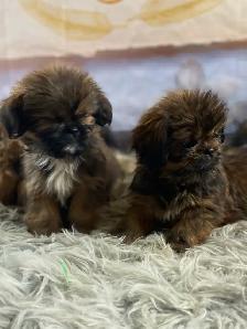gorgeous Shih Tzu puppies available - Photo 2