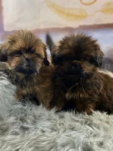 gorgeous Shih Tzu puppies available - Photo 3