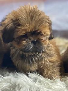 gorgeous Shih Tzu puppies available - Photo 4