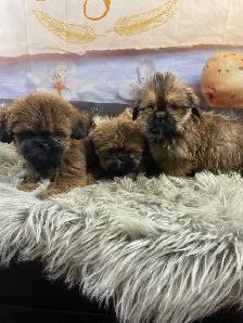gorgeous Shih Tzu puppies available - Photo 5