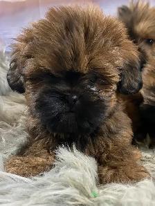 gorgeous Shih Tzu puppies available - Photo 6