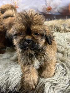 gorgeous Shih Tzu puppies available - Photo 7