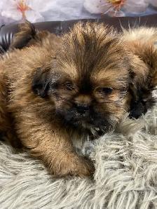 gorgeous Shih Tzu puppies available - Photo 8