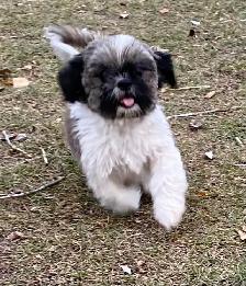 gorgeous Shih Tzu puppies available - Photo 9