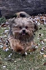 gorgeous Shih Tzu puppies available - Photo 10