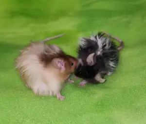 souris de compagnie, de fantaisie, elevage éthique