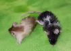 souris de compagnie, de fantaisie, elevage éthique - Photo 7