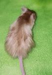 souris de compagnie, de fantaisie, elevage éthique - Photo 8