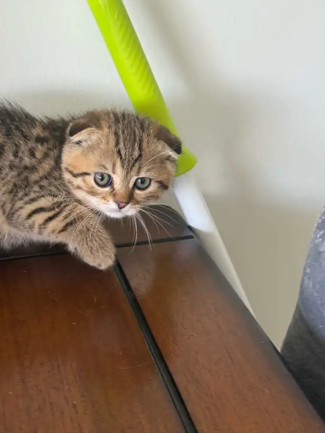 SCOTTISH FOLD MALE