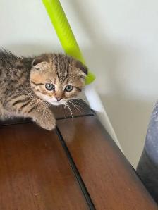 SCOTTISH FOLD MALE