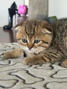 SCOTTISH FOLD MALE - Photo 2