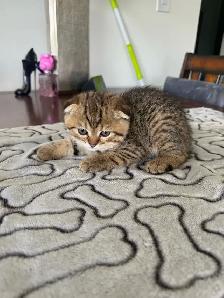 SCOTTISH FOLD MALE - Photo 3