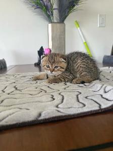 SCOTTISH FOLD MALE - Photo 4