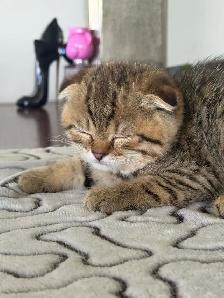 SCOTTISH FOLD MALE - Photo 5