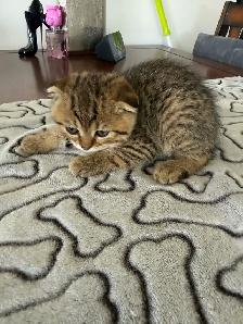 SCOTTISH FOLD MALE - Photo 6