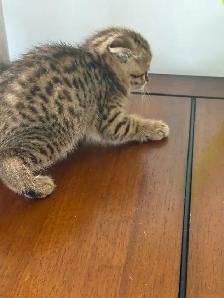 SCOTTISH FOLD MALE - Photo 7