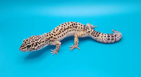 gecko leopard regulier femelle