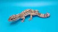 gecko leopard regulier femelle