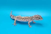 gecko leopard regulier femelle - Photo 2