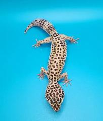 gecko leopard regulier femelle - Photo 3