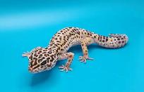 gecko leopard regulier femelle - Photo 4