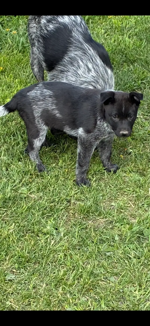 Heeler puppies