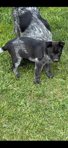 Heeler puppies