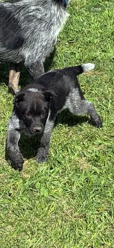Heeler puppies - Photo 2
