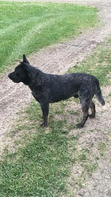 Heeler puppies - Photo 4