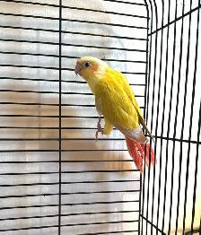 Baby Suncheek Conure – Hand-Fed and Weaned
