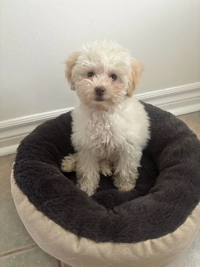 ❤️Tiny toy poodle  ❤️