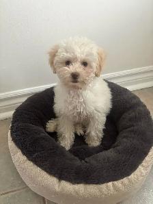 ❤️Tiny toy poodle  ❤️ - Photo 2