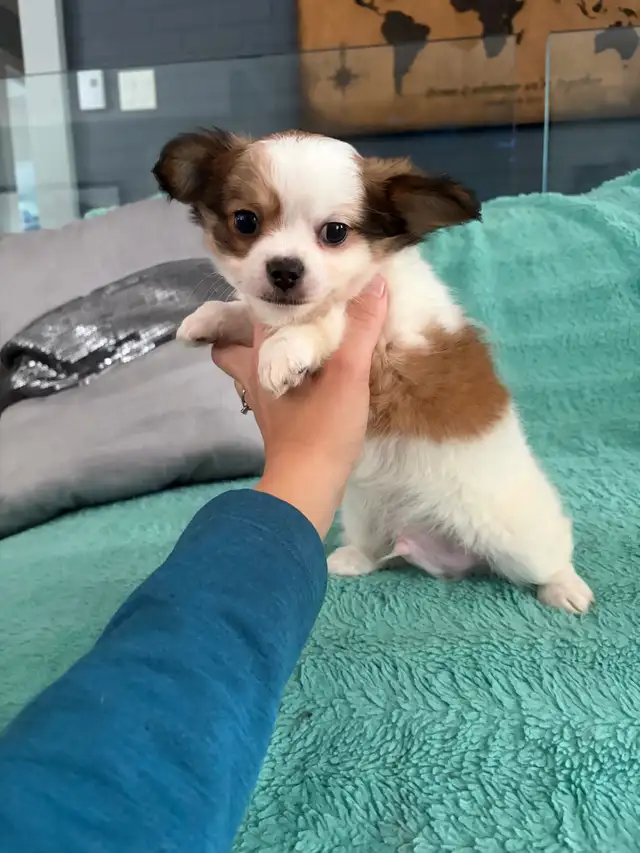 PRÊT Chiot chihuahua mâle.