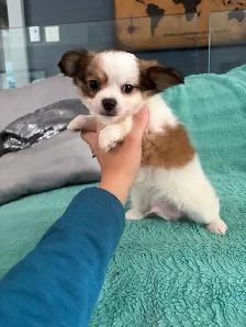 PRÊT Chiot chihuahua mâle.