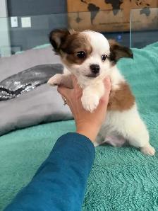 PRÊT Chiot chihuahua mâle. - Photo 2