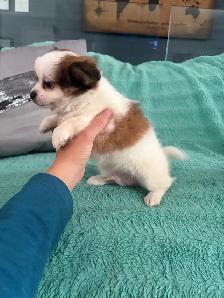 PRÊT Chiot chihuahua mâle. - Photo 3