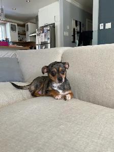 PRÊT Chiot chihuahua mâle. - Photo 4