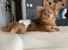 PRÊT Chiot chihuahua mâle. - Photo 5