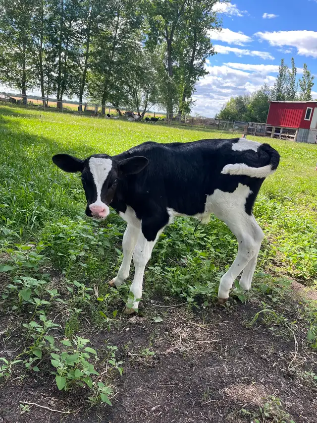 Holstein bottle calves