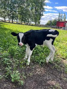 Holstein bottle calves