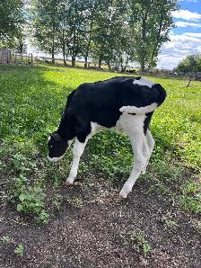 Holstein bottle calves - Photo 2