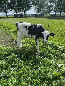 Holstein bottle calves - Photo 3