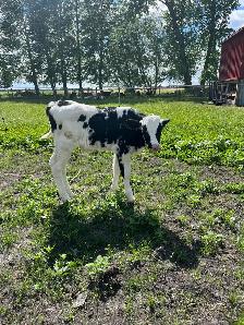 Holstein bottle calves - Photo 4