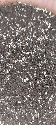Isopods and Springtails - Photo 10