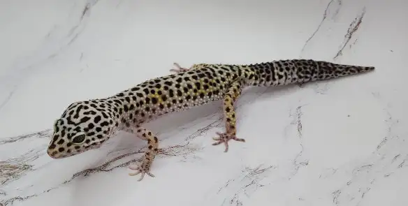 gecko leopard
