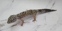 gecko leopard