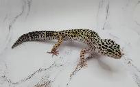 gecko leopard - Photo 2