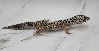 gecko leopard - Photo 3