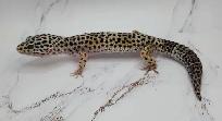 gecko leopard - Photo 4